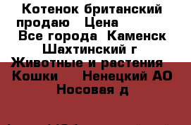 Котенок британский продаю › Цена ­ 3 000 - Все города, Каменск-Шахтинский г. Животные и растения » Кошки   . Ненецкий АО,Носовая д.